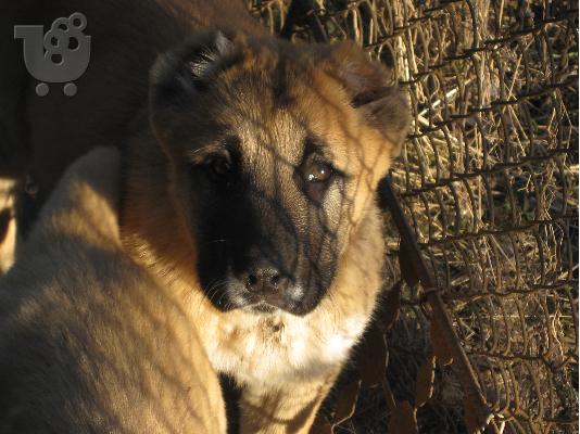 KANGAL